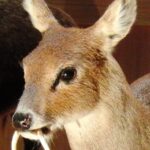 L’hydropote ou « cerf vampire » : un animal insolite et méconnu, présent près de Nantes