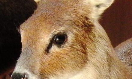 L’hydropote ou « cerf vampire » : un animal insolite et méconnu, présent près de Nantes