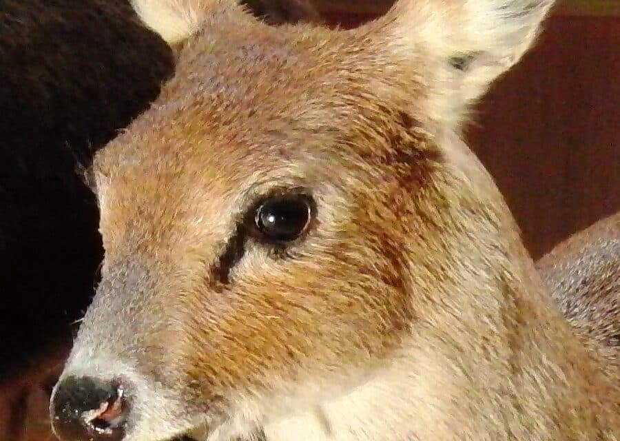L’hydropote ou « cerf vampire » : un animal insolite et méconnu, présent près de Nantes