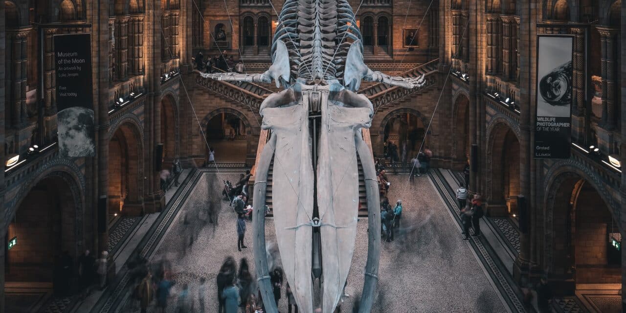 Le Muséum d’histoire naturelle de Nantes ferme trois ans pour devenir « le deuxième de France »
