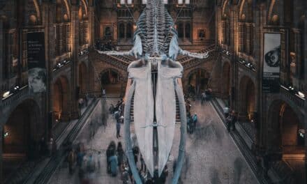 Le Muséum d’histoire naturelle de Nantes ferme trois ans pour devenir « le deuxième de France »