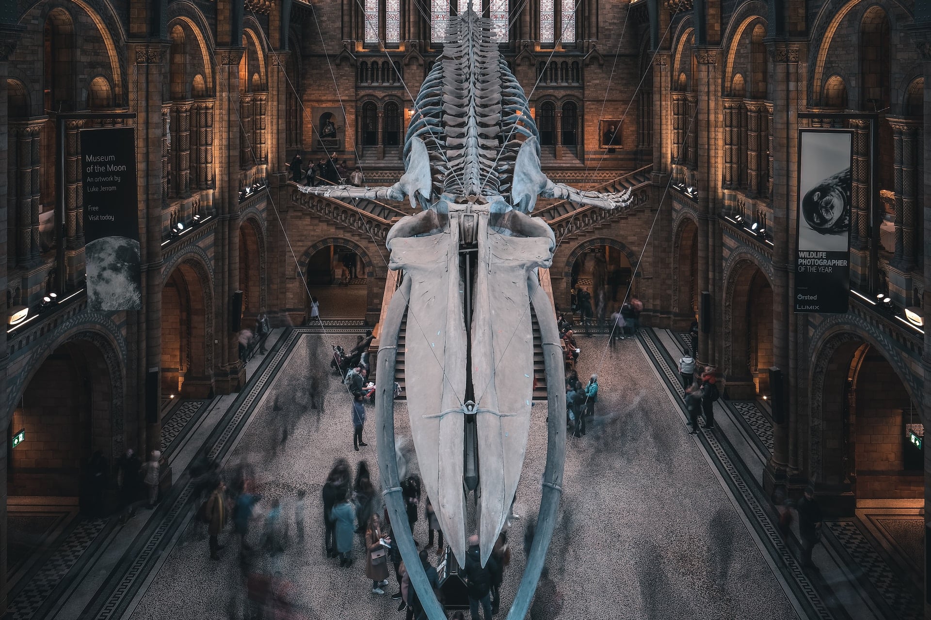 Squelette d'une baleine dans un musée