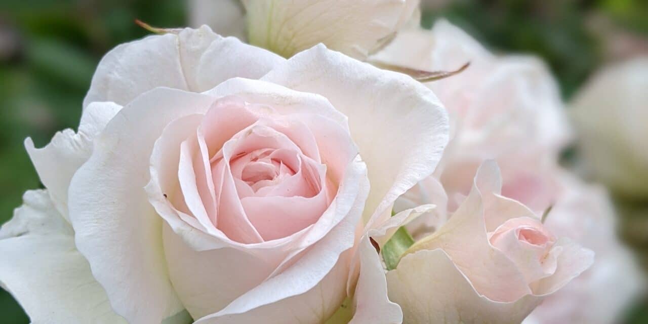 Nantes, concours de la Rose parfumée samedi 10 et dimanche 11 juin