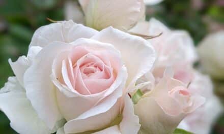 Nantes, concours de la Rose parfumée samedi 10 et dimanche 11 juin