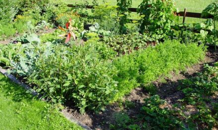 Les jardins familiaux de la Contrie à Nantes réhabilités