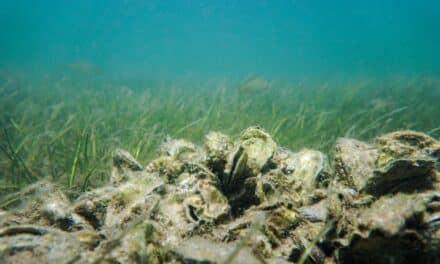 La pêche à pied interdite dans la Presqu’île de La Baule et le Pays de Retz