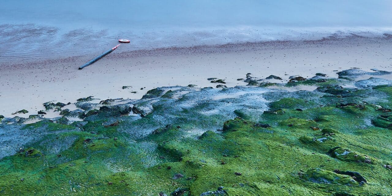 Algues vertes sur la plage de La Baule