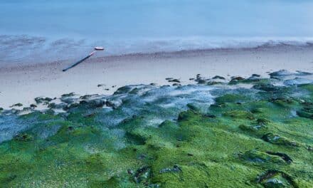 Les algues vertes sur la plage de La Baule, mais sans danger