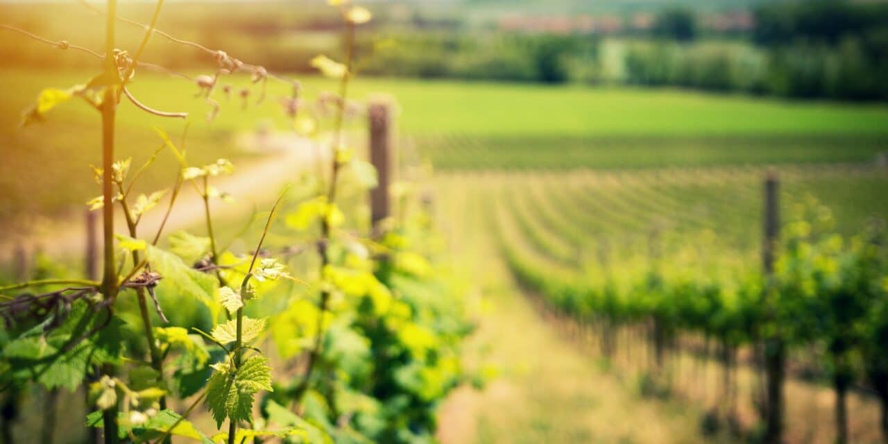 Vendanges 2023 : recrutement de vendangeurs près de Nantes