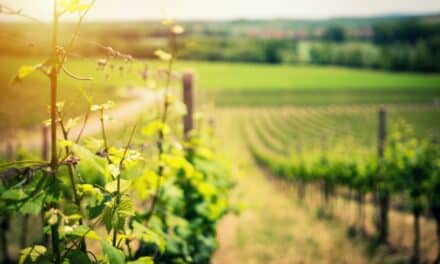 Le mildiou fait des ravages dans nos vignes