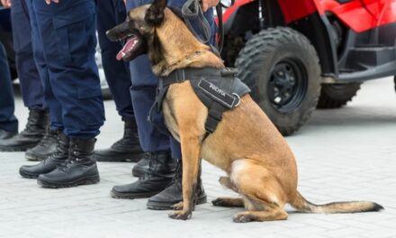 Nantes : la police municipale aura une brigade canine