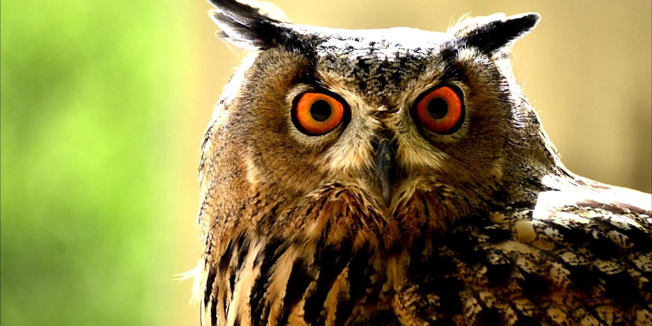Cri du hibou : Analyse d’un film unique dans le cinéma français