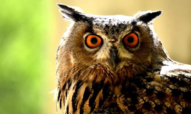 Cri du hibou : Analyse d’un film unique dans le cinéma français