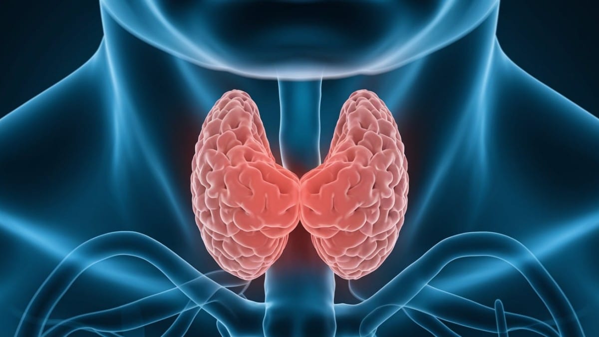 Représentation de la thyroïde humaine