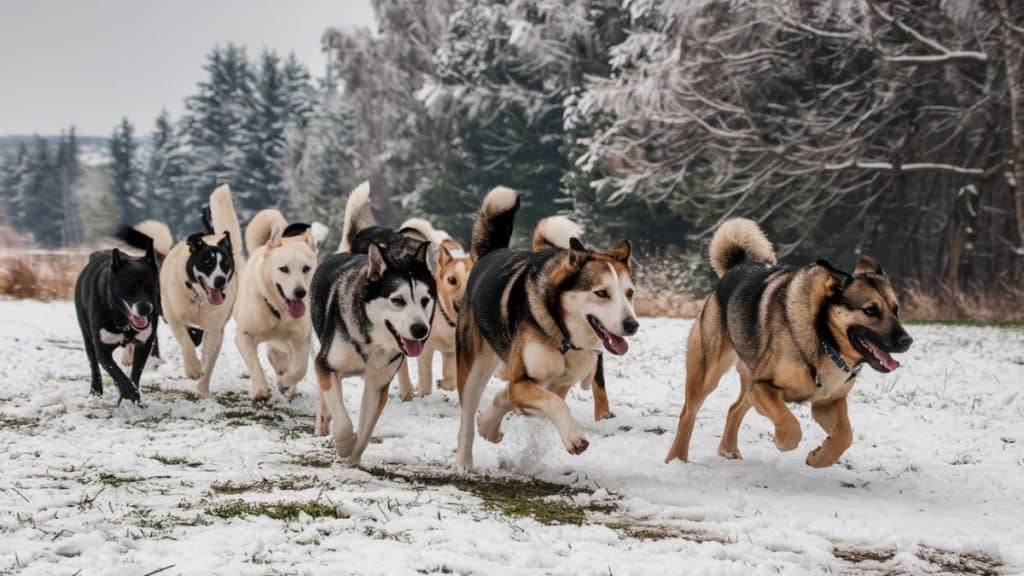 Chiens jouant dans la neige