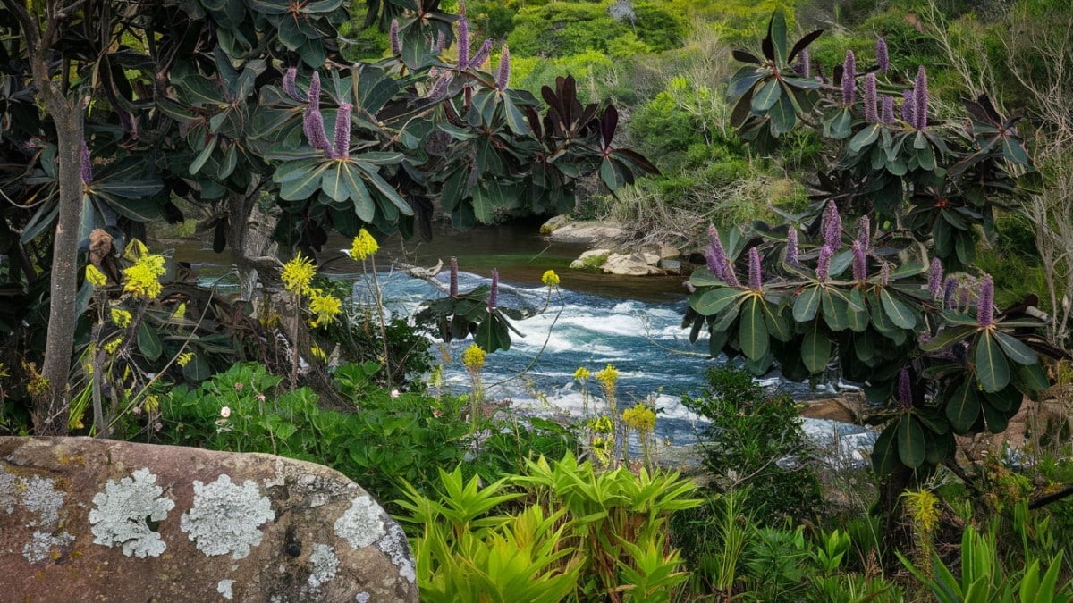 Rivière bordée de plantes fleuries