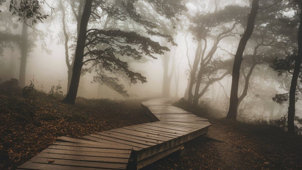 Chemin boisé enveloppé de brume